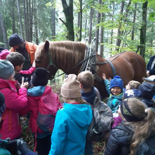 Holzbringung
