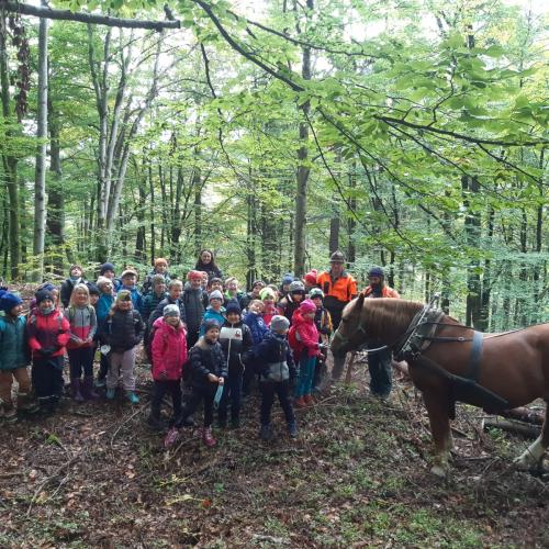 Holzbringung