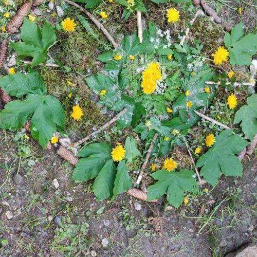 Naturmandalas im Wald