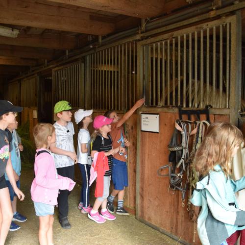 Ponyreiten in Finkenberg