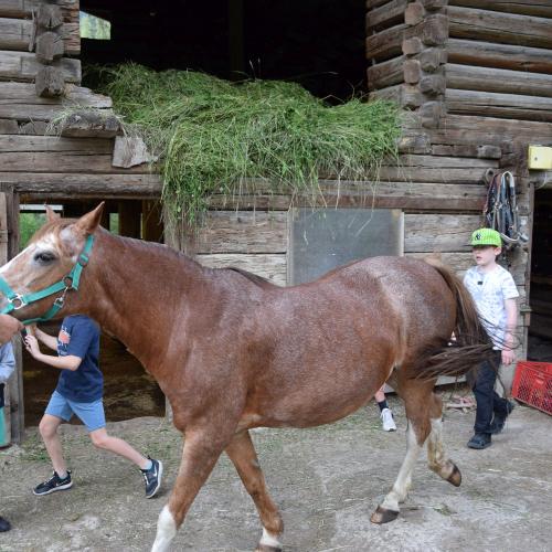 Ponyreiten in Finkenberg