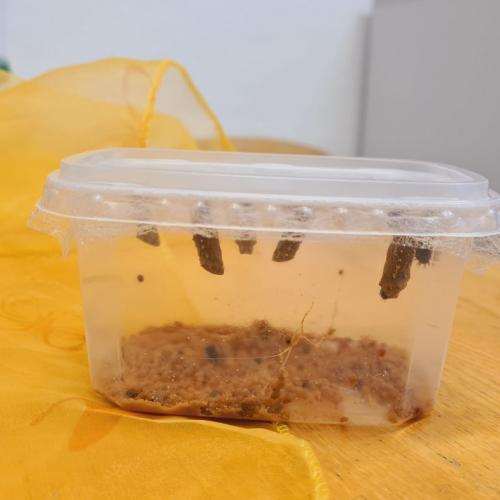 Von der Raupe zum Schmetterlilng