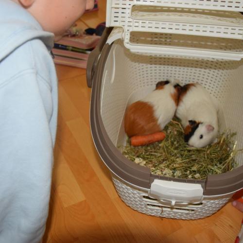 Meerschweinchen