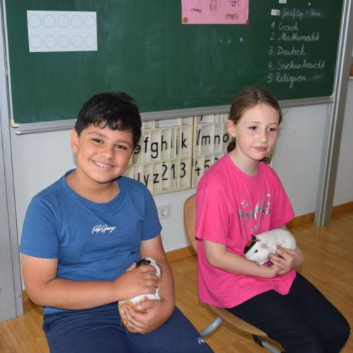 Meerschweinchen