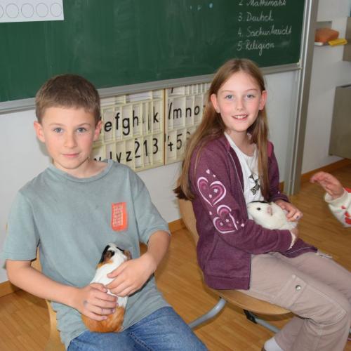 Meerschweinchen