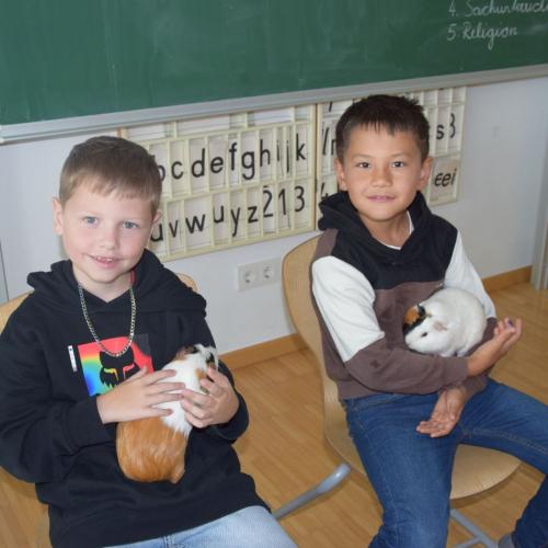 Meerschweinchen