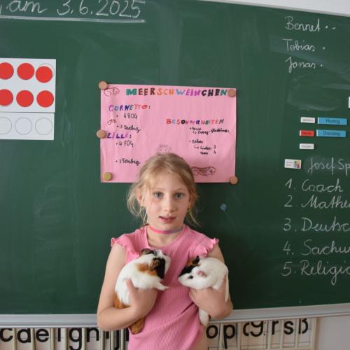 Meerschweinchen