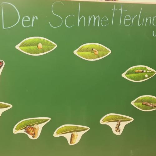 Von der Raupe zum Schmetterlilng