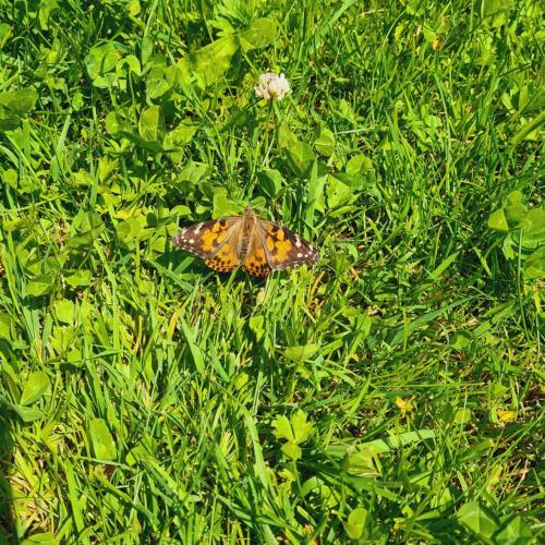 Von der Raupe zum Schmetterlilng