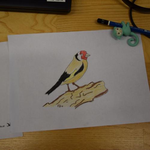 Stunde der Wintervögel