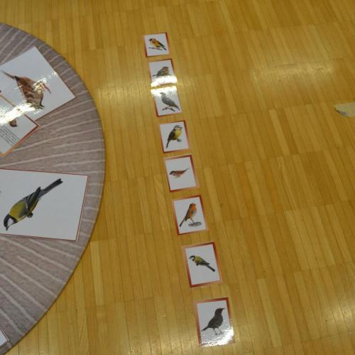 Stunde der Wintervögel