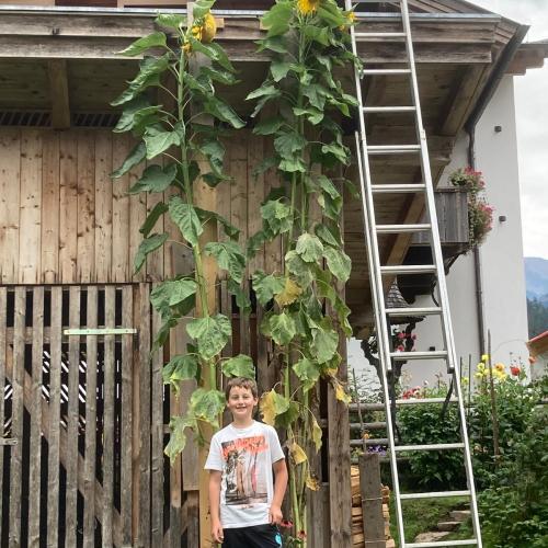 Naturwettbewerb Sonnenblume