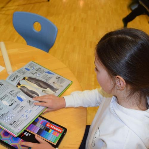 Workshop - Wildtiere