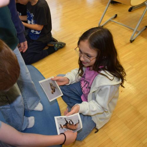 Workshop - Wildtiere