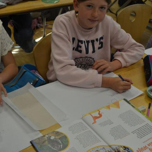 Workshop "Wildpferde"