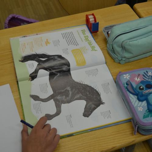 Workshop "Wildpferde"