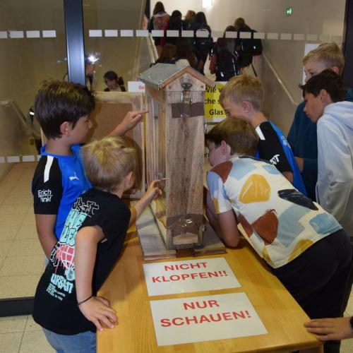 Schaubienenwabe