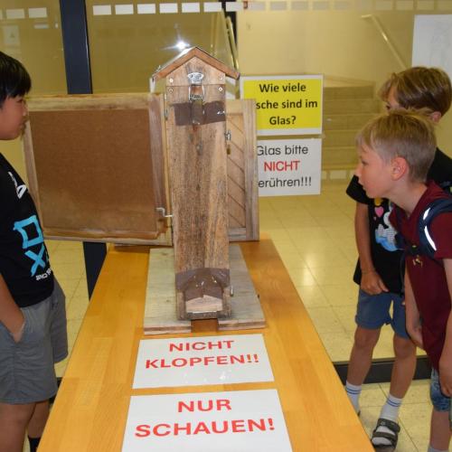 Schaubienenwabe