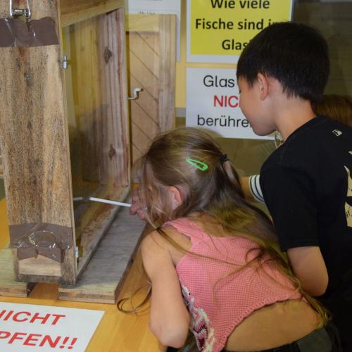 Schaubienenwabe