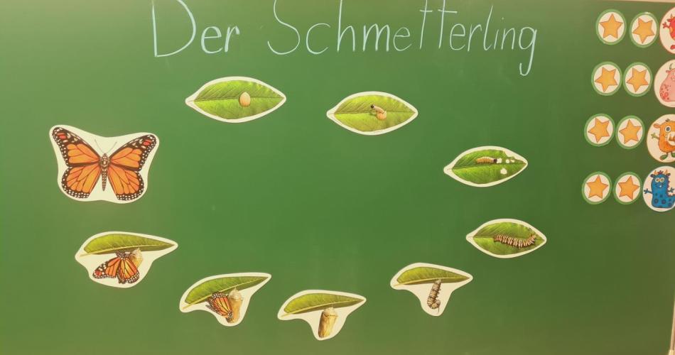 Von der Raupe zum Schmetterlilng